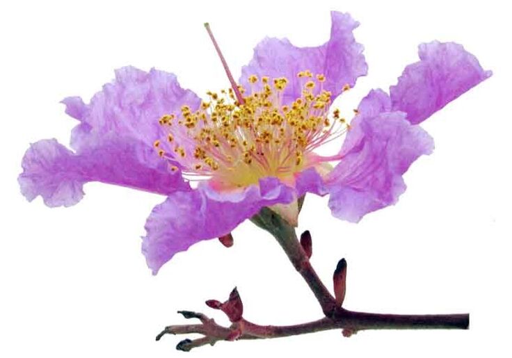 Lagerstroemia Banaba Gluconolissa