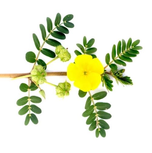 Tribulus terrestris -kasvi Gluconolissa
